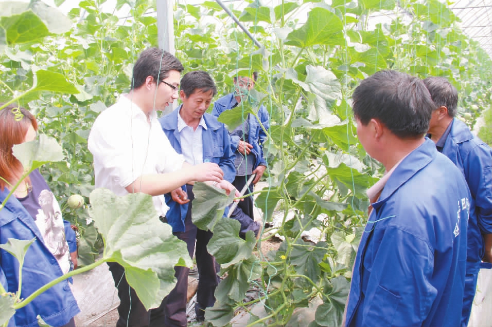 省级科技特派员张旭在宁化指导哈密瓜人工授粉技术和坐果期生产管理要点.jpg