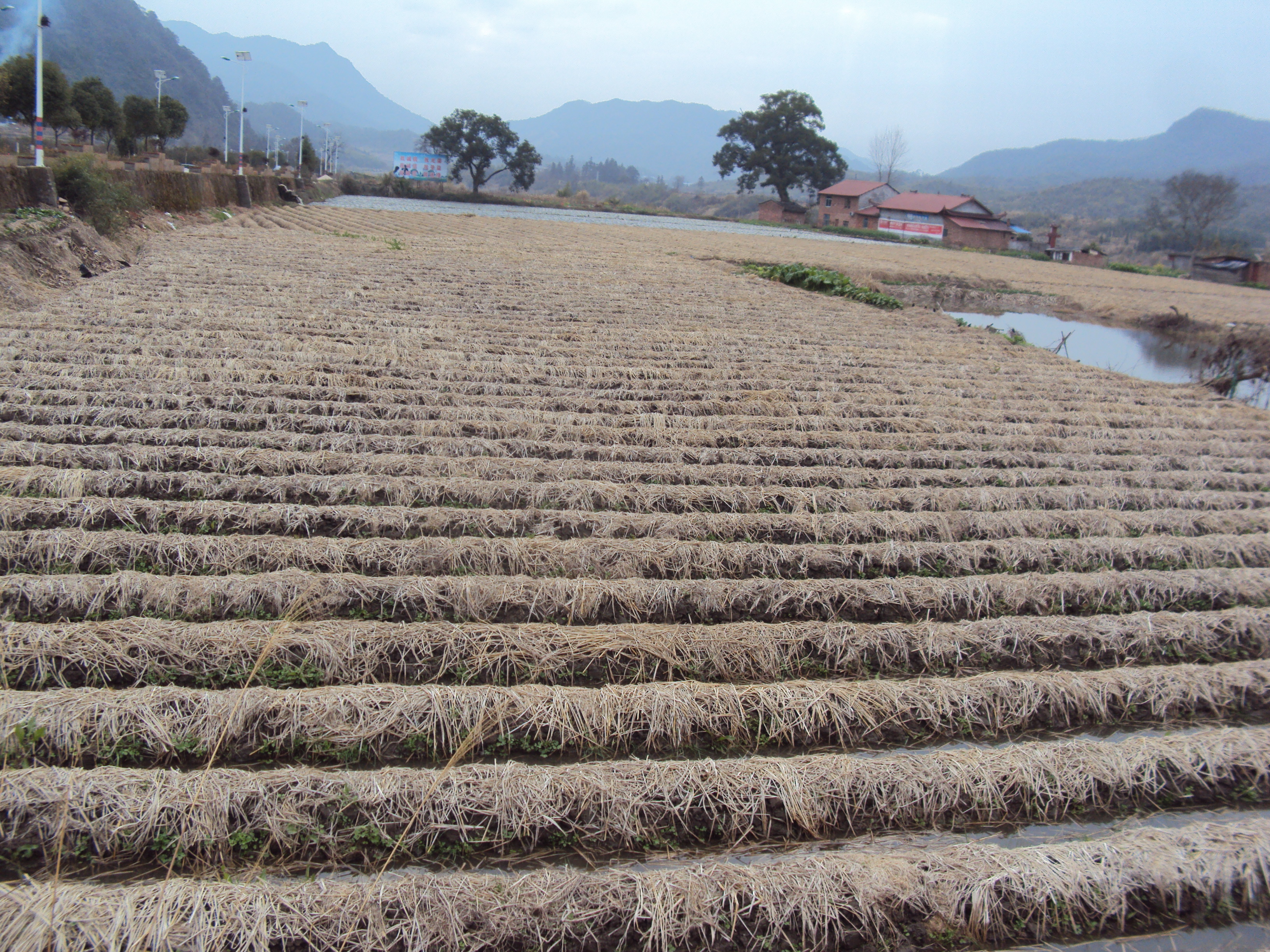 竹荪高唐生产基地.JPG