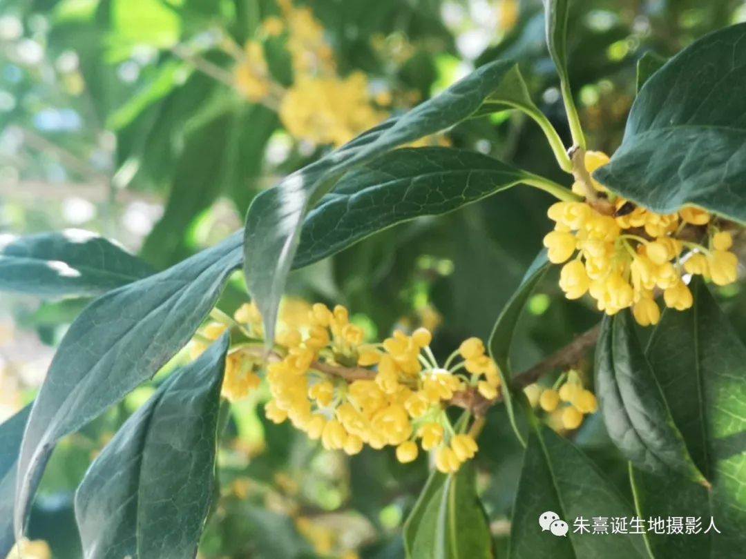 中国绿都最氧三明 满山尽是桂花香 三明这里的桂花开了 中国绿都最氧三明 满山尽是桂花香 三明这里的桂花开了