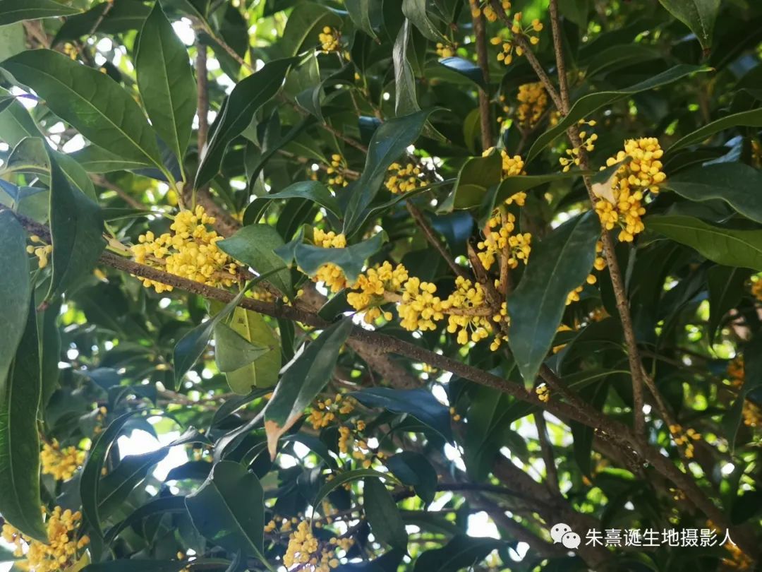 中国绿都最氧三明 满山尽是桂花香 三明这里的桂花开了