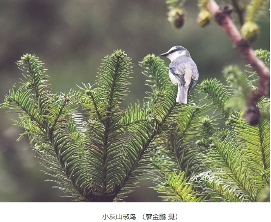 中国绿都最氧三明 多个新增鸟种现身永安