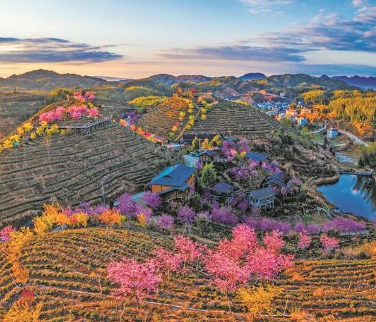 樱花烂漫的大仙峰茶美人景区（陈广程 摄）.jpg