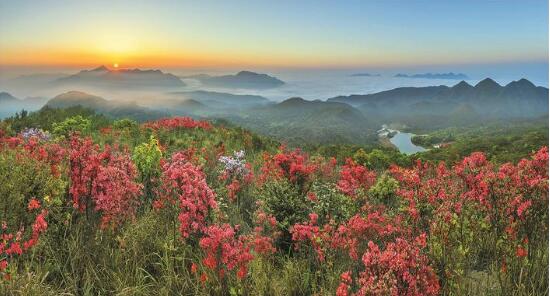 谢洋象山杜鹃花开 （林 跃 摄）.jpg