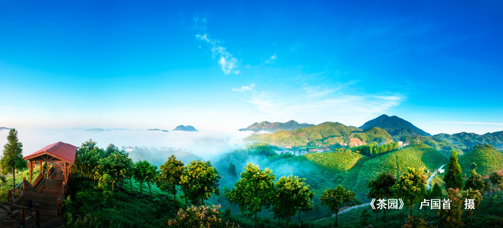 茶园-1.jpg