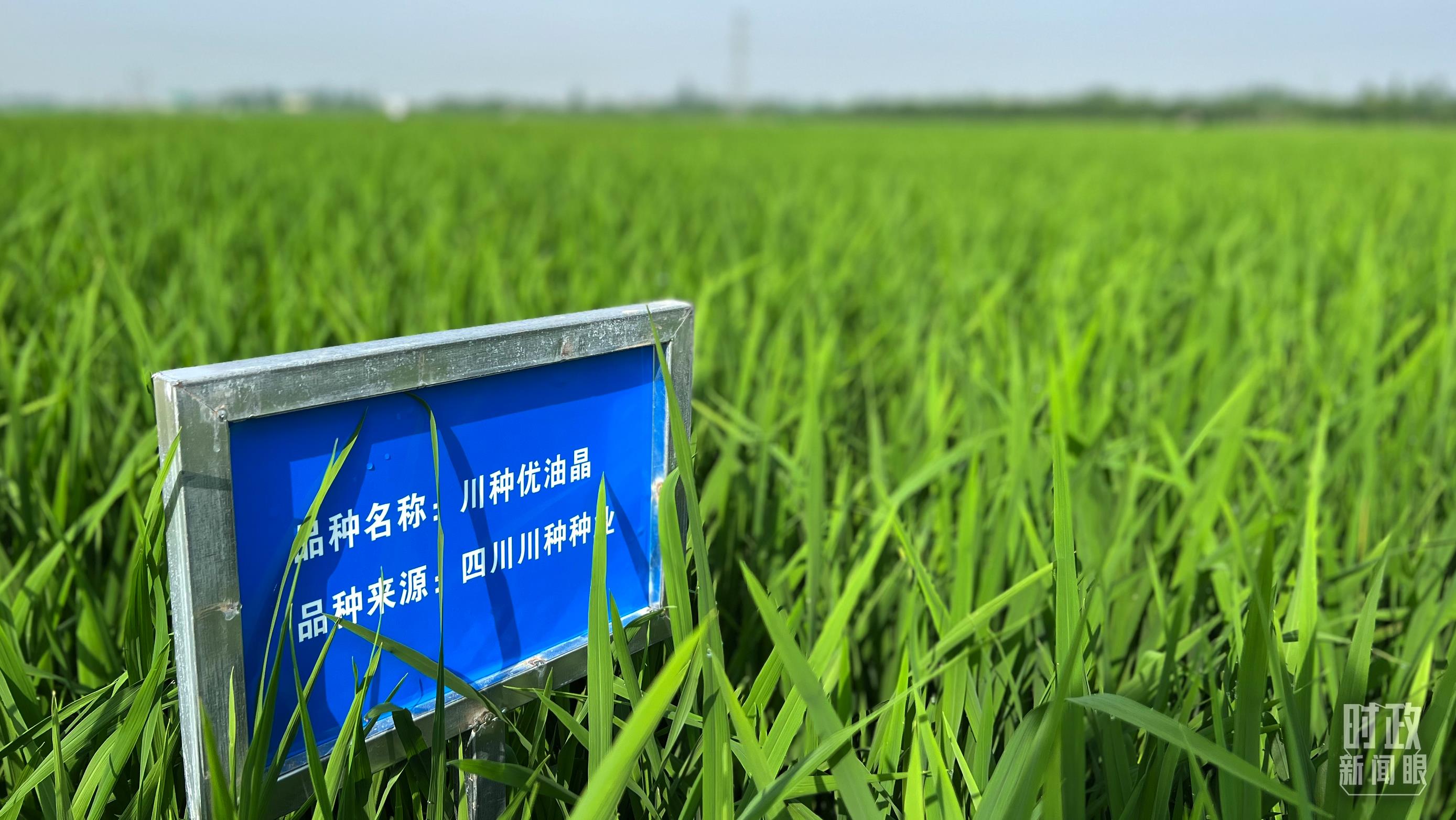 时政新闻眼丨习近平再赴四川考察,在眉山重点关注了什么?