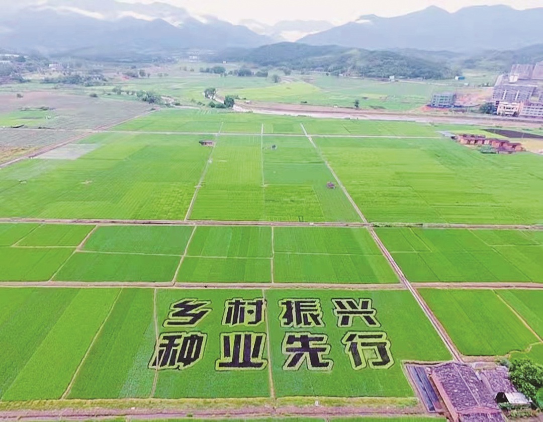 沙县区中国稻种南方育种研发展示基地      （沙县区农业农村局  供图）.jpg