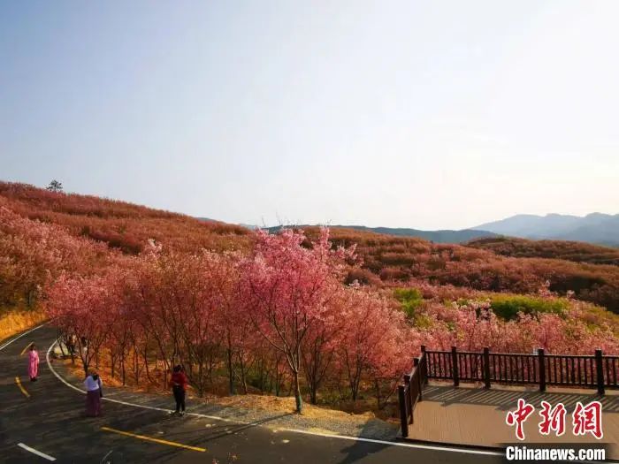 千亩樱花绽放,蔚为壮观。 雷朝良 摄 图片