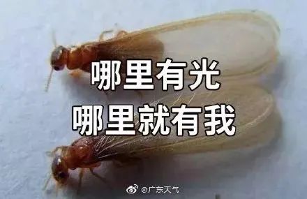 3cea30309ddc1e62c9bf42f00f811686.jpg